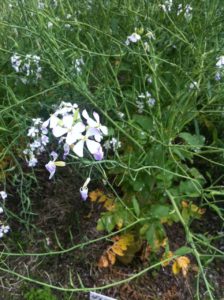 大根の花