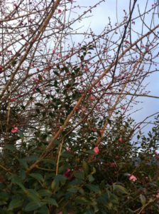 豊楽町の梅と椿