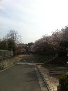 桜の公園