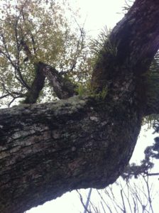 神社内の木